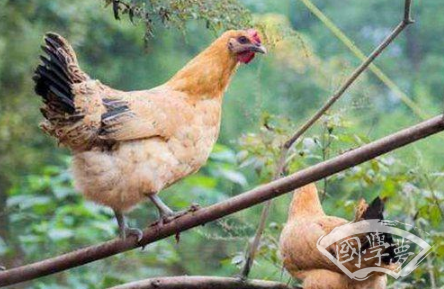 为什么“春不捡鸡冬不捡兔”？这句俗语有什么含义和故事？