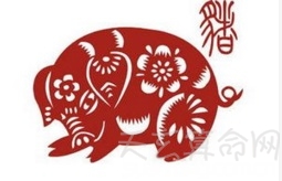 属猪的今年多大 今年运势畅通