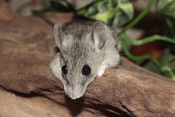 属鼠几月出生财运好 财运最好的三个月