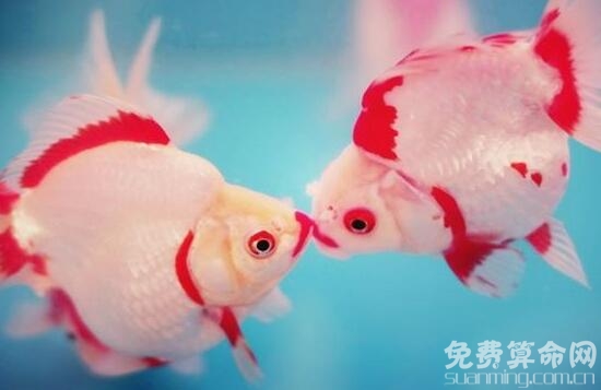 属鸡如何旺桃花，最实用的方法是在家养几条粉红色金鱼