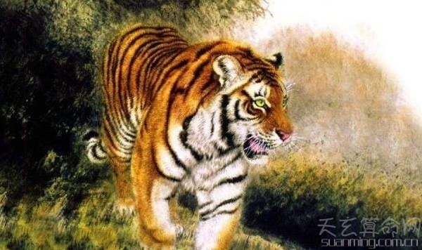 属虎熊猫型血的性格特点  积极和消极并存的双重性格