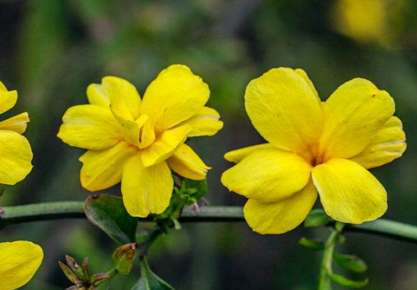 2020年2月桃花运最好的生肖，属羊人桃花最旺，异性缘泛滥