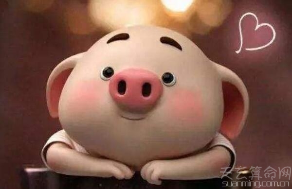2019年出生的是什么猪(土猪宝宝) 关于2019年出生的人是什么命