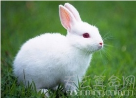 属兔的今年多大  今年财运亨通有财喜可得