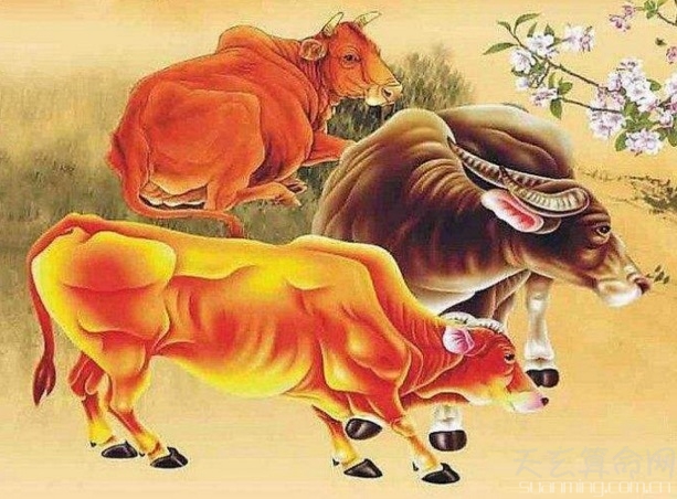 属牛的人五行与命运  属牛的人命运解析