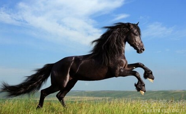 不同月份生肖马的最佳伴侣 属马的最佳配偶