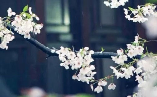 名字中带桂字的含义 桂字取女孩子名字