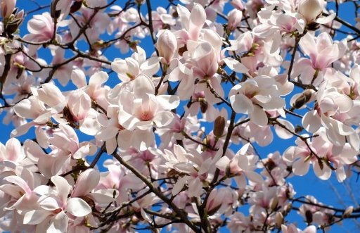 2021年3月20日农历二月初八出生的男孩怎么起名简单大气