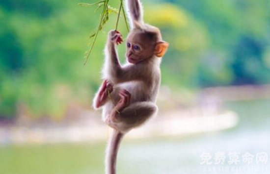 O型血属猴人风趣幽默，人缘很好能结交到不少好友