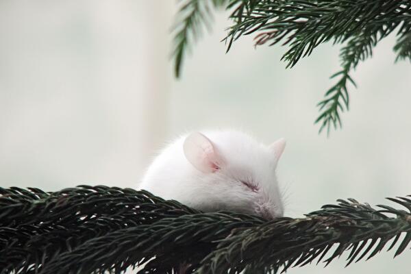 肖鼠者不同血型有哪些优势 B型血控场能力强