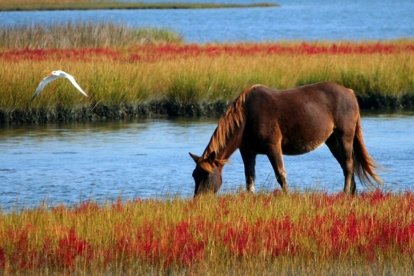 属马的今年多大 2019年肖马人年龄解析