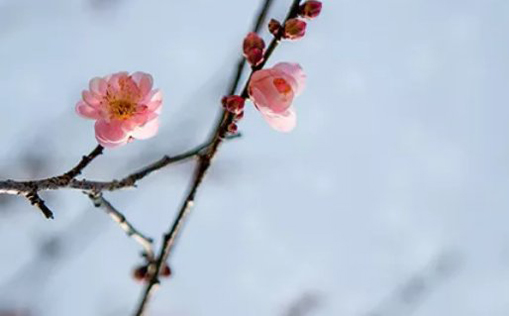 2021年3月9日农历正月二十六出生的男孩怎么起名简单大气