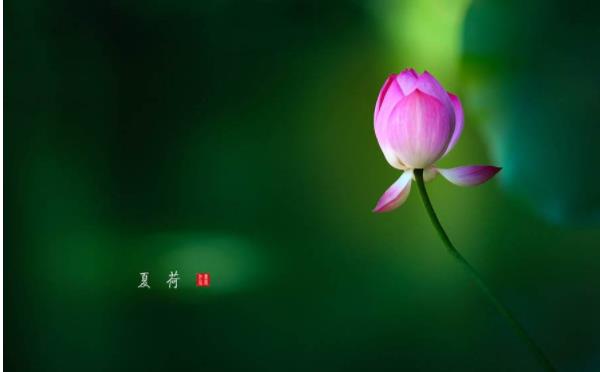 四季出生属牛人的性格 夏季出生中年转运
