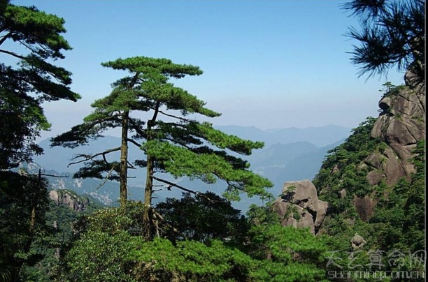 怎样根据植物名字给宝宝命名 可以根据花卉的名字给宝宝起名