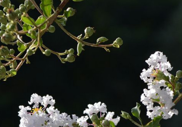 2020年2月桃花运最好的生肖，属羊人桃花最旺，异性缘泛滥