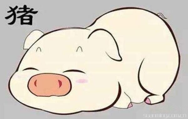 金猪年是哪一年 下一个金猪年是2031辛亥年