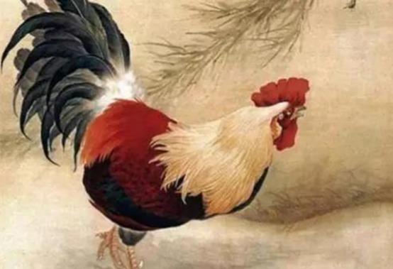 属鸡的人五行与命运，五行不同命运不同
