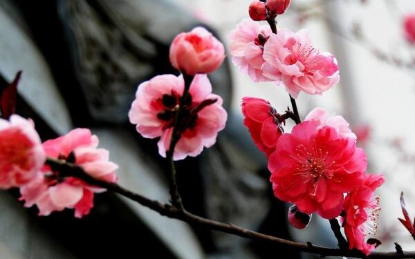 2020年十二星座幸运花是什么 白羊座是水仙花
