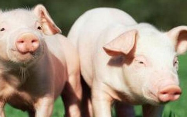 金猪年是哪一年 下一个金猪年是2031年