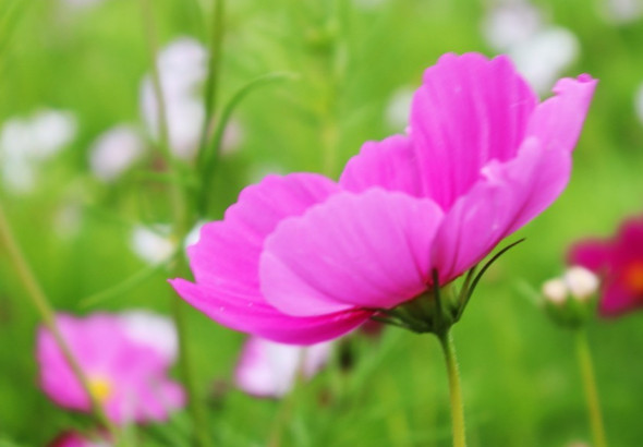 生肖属羊的男人2020年桃花运，桃花运势较好，能遇舒心之人