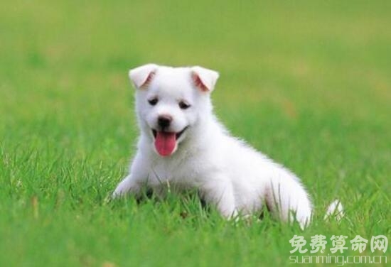 属狗幸运数字能带来好运，遇到困难还可以消灾免难