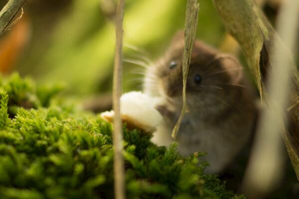 2020年属鼠是什么命 富贵金鼠命