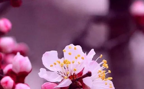 女孩取名带芝字,芝字配什么做名字好