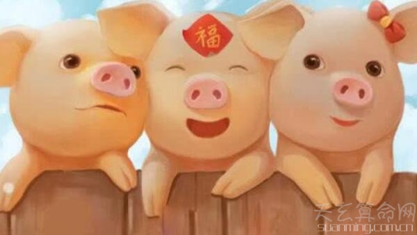 2019年出生的是什么猪(土猪宝宝) 关于2019年出生的人是什么命