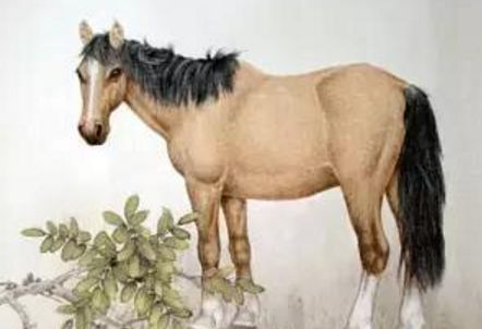 不同年份属马人2019运势 你不知道一定后悔