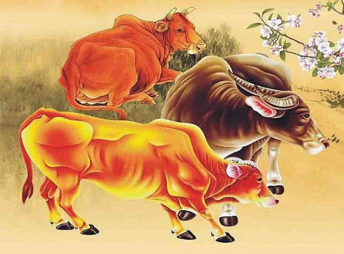 属牛的今年多大，不同年份属牛运势不同