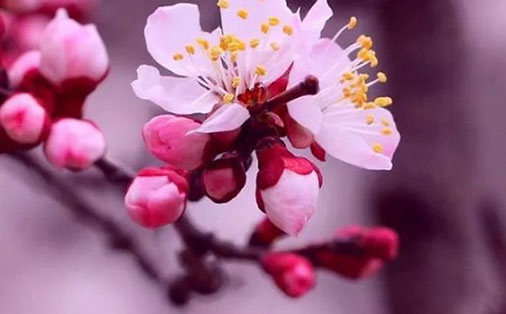 带芝字的女孩名字寓意 芝字取名