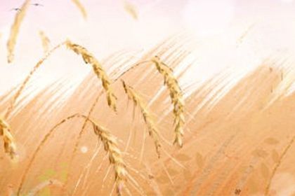 芒种的内涵是什么 芒种节气的含义