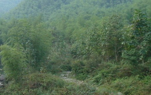 2009年出生属牛人2021本命年运气如何,需要佩戴什么