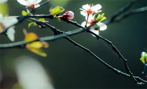 2023年2月5日元宵节可以出远门吗 是出行的好日子吗