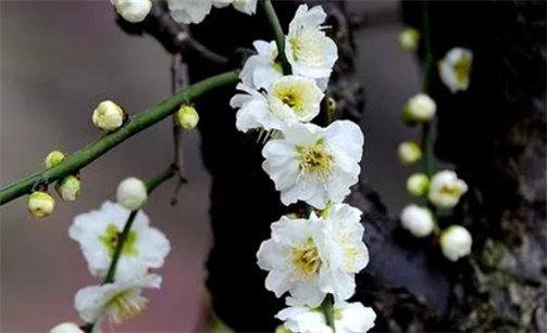 2023年2月5日元宵节安入户门好不好 是吉利的安装大门日吗