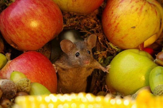 属鼠女最怕几点出生