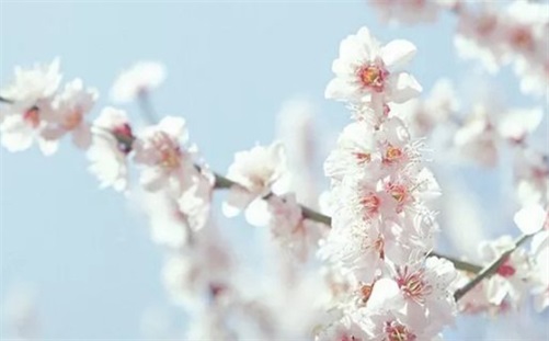 生肖狗2023年6月出行最吉利好日子黄历