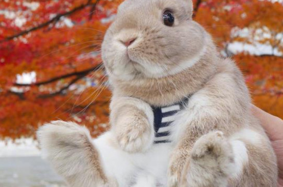 1975属兔一生吉祥物