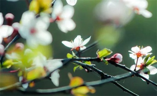 2023年4月20日谷雨是开工好日子吗,三月初一开工复工最佳吉时