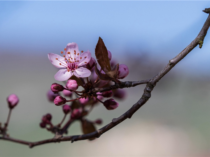 86年属虎的最旺的年龄 86年属虎二次婚姻在几岁