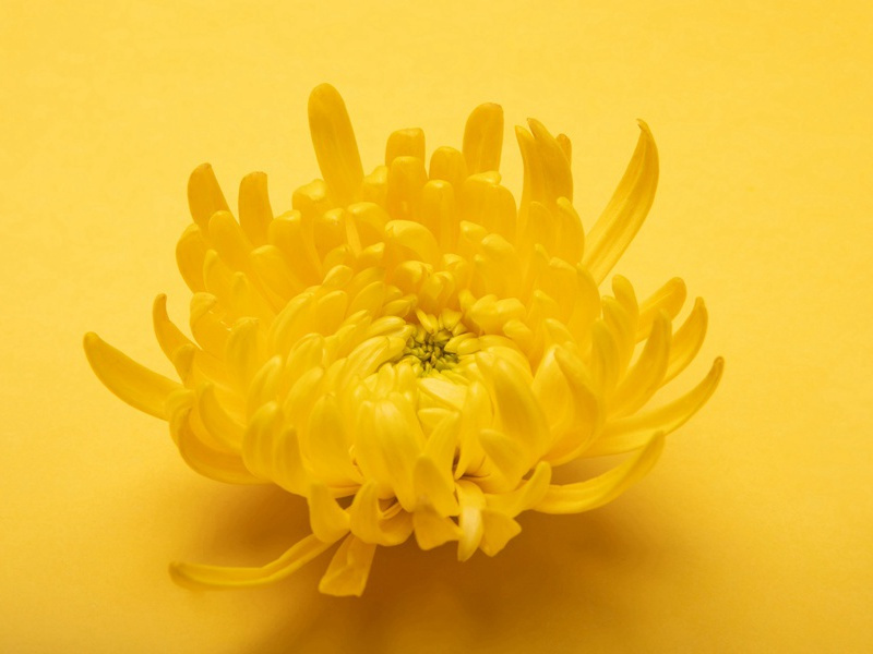 2024年龙年属马运程2024年属马人的全年每月运势