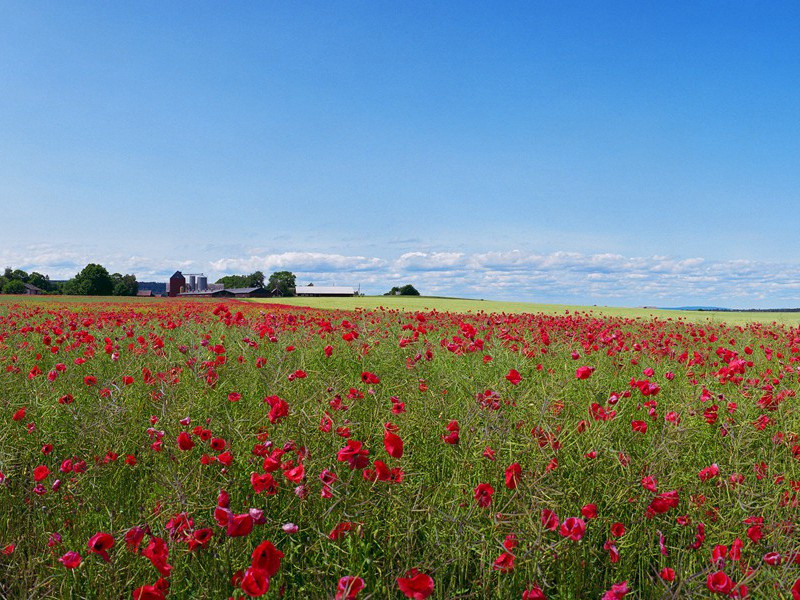 2024属马的全年运势 属马2024年运势及运程每月运程