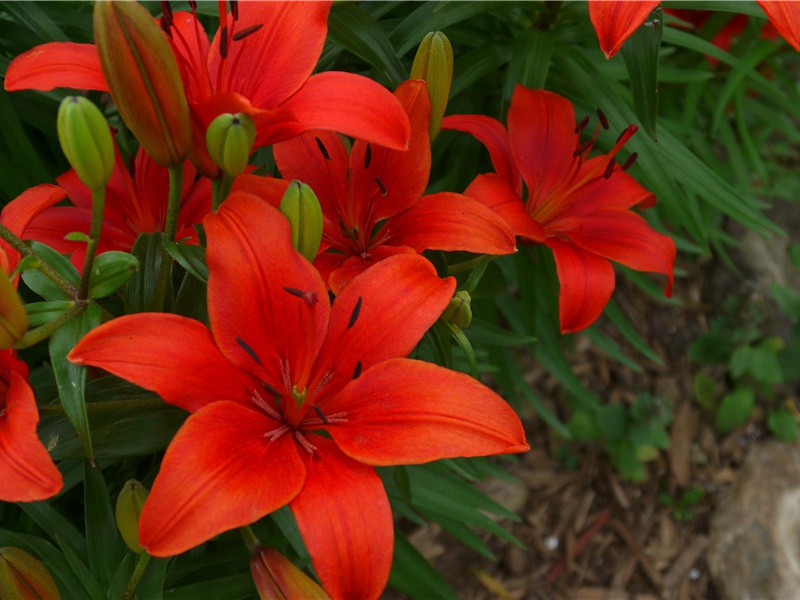 2024属马人运势2024年最旺的四大生肖