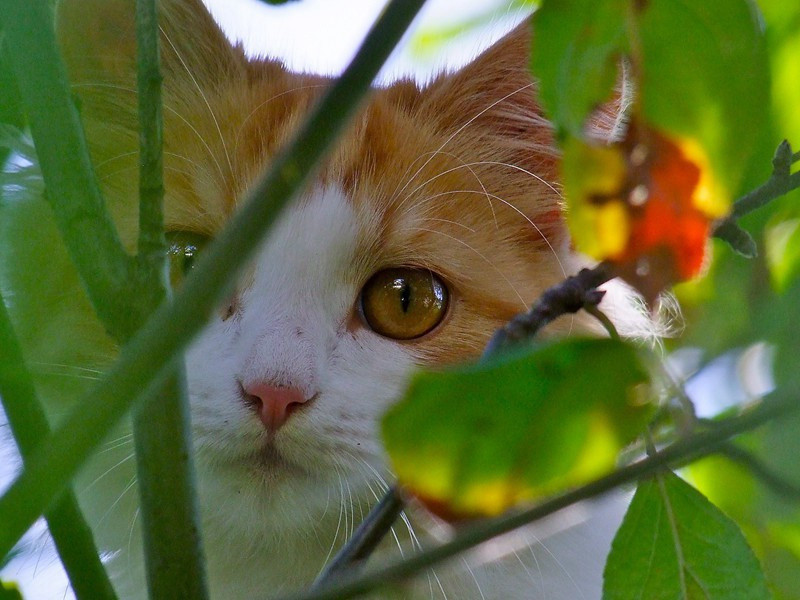 看面相准确的生肖女猴男马(女属猴男属马的婚姻好不好)
