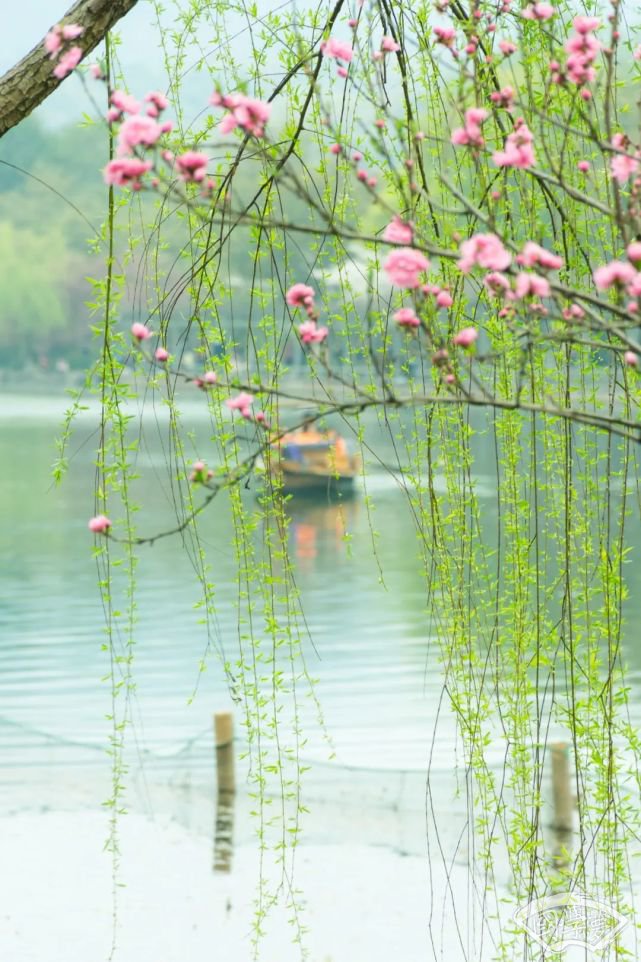 三月桃花开春天按时来